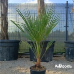 Chameorops Humilis 80cm